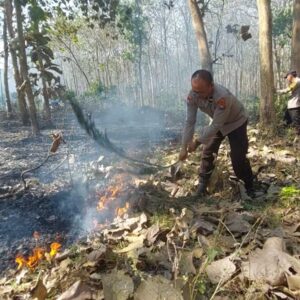 Polisi dan Petugas Gabungan Berhasil Padamkan Kebakaran Hutan Jati di Kabupaten Malang
