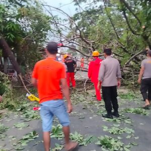 Gercep Polisi Bersama Warga Tangani Pohon Tumbang Akses Jalan Raya di Magetan Kembali Lancar