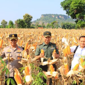 Dukung Produksi Pangan, Satgas Pangan Polri Dampingi Dirjen Tanaman Pangan Kementan Panen di Tuban