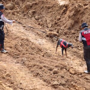 *Polres Lumajang Kerahkan Unit K9 Cari Korban Tertimbun Longsor di Lumajang*  Radarposnusantara.id — Polres Jombang Polda Jatim,  Polres Lumajang Polda Jatim mengerahkan anjing K-9 untuk membantu pencarian korban tanah longsor di area tambang pasir di Dusun Supit, Desa Pronojiwo, Kecamatan Pronojiwo, Kabupaten Lumajang, Rabu (5/6/2024).  Pencarian juga melibatkan lima unit alat berat untuk melakukan pencarian dengan cara mengeruk setiap sisi dari material longsor.  Kapolres Lumajang AKBP Mohammad Zainur Rofik, S.I.K. mengatakan, anjing K9 dibawa ke lokasi untuk membantu proses pencarian korban.  “Kita punya satuan anjing K9 dan itu kita perbantukan untuk mempercepat pencarian korban,” kata AKBP Rofik di lokasi longsor,Rabu (5/6).  Pantauan di lokasi, tim K9 membawa kaos milik korban yang dibawa oleh pihak keluarga. Bahkan beberapa kali mengendus gundukan tanah longsor.  Sementara itu, Pawang Anjing Pelacak Unit K9 Polres Lumajang, Aipda Fajar mengatakan, kendalanya adalah timbunan tanah longsor yang cukup tebal sehingga menyulitkan proses pencarian menggunakan anjing pelacak.  Diketahui tanah longsor menimpa empat orang penambang pasir pada Selasa (4/6/2024).  Lokasinya berada di aliran lahar Gunung Semeru yang bersebelahan dengan kawasan perhutani petak 4.  Sementara itu Tim SAR gabungan berhasil menemukan satu korban jiwa dengan kondisi meninggal dunia.  “Korban berhasil ditemukan sekitar pukul 13.05 WIB pada kedalaman sekitar delapan meter dibagian sisi selatan areal pertambangan pasir.  Setelah korban ditemukan, langsung dibawa dan dilakukan autopsi luar oleh tim DVI RS Bhayangkara Lumajang.   “Hasil autopsi menyatakan bahwa benar korban adalah warga Dusun Supit, Desa Pronojiwo, Kecamatan Pronojiwo, Lumajang,”kata AKBP Rofik.  Dengan demikian, data per Rabu (5/6) pukul 17.45 WIB korban meninggal dunia berjumlah dua orang.   “Diperkirakan dua orang yang masih dalam tahap proses pencarian ataupun hilang,”kata Kapolres Lumajang.  Operasi pencarian terbagi menjadi dua sektor dengan melibatkan alat berat dan potensi SAR. Selain itu, tim gabungan juga turut menurunkan anjing pelacak berjenis K9 dari Polres Lumajang Polda Jatim guna mengoptimalkan pencarian. (seco)