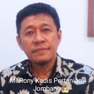 M. Rony Panen Raya Tembakau Di Utara Brantas Kabupaten Jombang Tahun 2024 Ini Meningkat