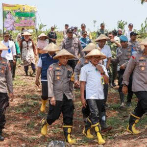 *Wujudkan Swasembada Pangan, Polres Jombang Tanam Jagung di Lahan Kosong*