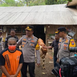 *Polres Lumajang Ungkap Jaringan Pencurian Sapi, Satu Pelaku berhasil Dilumpuhkan*