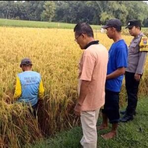 *Gelorakan Swasembada Pangan di Ngawi, Polisi Gelar Methil Bersama Petani*