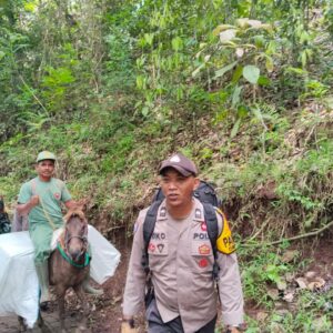 *Penuh Perjuangan, Petugas Distribusikan Logistik Pilkada Menggunakan Kuda ke TPS Terpencil di Jember*