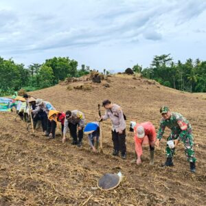 *Polresta Banyuwangi Bersama Kelompok Tani Tanam Jagung Serentak Gelorakan Swasembada Pangan*