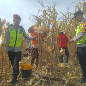 Dorong Produksi Pangan, Pak Bhabin Bantu Petani Bojonegoro Panen Jagung
