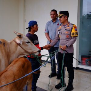 *Polres Bondowoso Berhasil Temukan dan Kembalikan 3 ekor Sapi yang Hilang Pemilik Tersenyum Riang*
