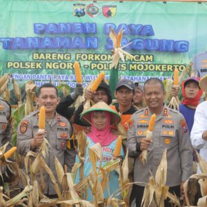 *Polres Mojokerto Panen Raya Jagung Hasil Olah Lahan Tidur untuk Ketahanan Pangan*