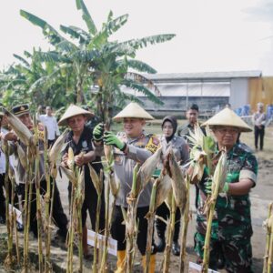 *Dukung Swasembada Pangan, Polres Jombang Panen Raya Jagung Tahap I*
