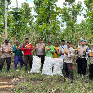 *Polisi dan Kelompok Tani Banyuwangi Panen Jagung Wujudkan Ketahanan Pangan*