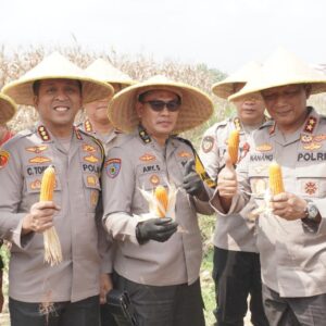 *Kapolda Jawa Timur dan Forkopimda Panen Raya Jagung di Prambon Sidoarjo*