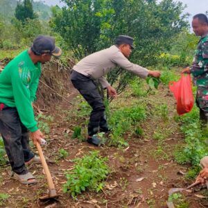 *Polres Nganjuk Bersama Warga Tani Kembali Tanam Jagung Wujudkan Ketahanan Pangan Berkelanjutan*