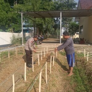 *Gelorakan Swasembada Pangan Polisi Tanam Cabe di Lahan Polsek Tamankrocok Bondowoso*