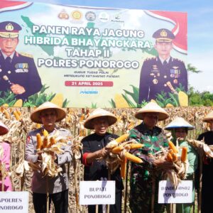 *Petani di Ponorogo Puas dengan Jagung Hibrida Bhayangkara, Panen Melimpah dan Tahan Penyakit*