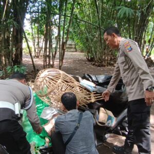 *Tegas Berantas Perjudian Polisi Bongkar Lima Arena Sabung Ayam di Jember*