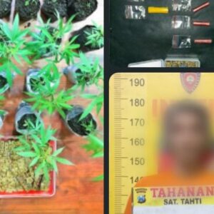 *Polres Malang Berhasil Amankan Bandar Sabu Miliki Kebun Ganja di Tumpang*