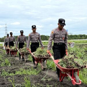 *’Live In’ : Siswa Diktukba SPN Polda Jatim  Bantu Petani Bawang Merah di Nganjuk*