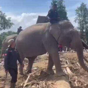 *Sinergi Polri dan BKSDA : Gajah Dikerahkan Bersihkan Material Banjir di Pidie Jaya*