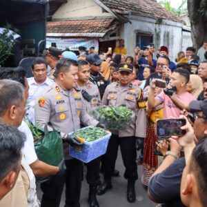 *Polres Jombang Bongkar Budidaya Ganja di Rumah Kontrakan,110 Batang Disita*
