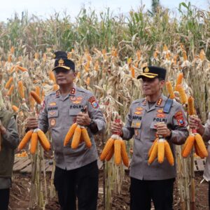 *Kapolda Jatim dan Gubernur Panen Jagung di Green Farm Banyuwangi Penuhi Target Swasembada Pangan*