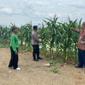 *Polresta Sidoarjo Optimalkan Swasembada Pangan, Dampingi Petani Jagung di Krembung*