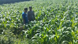 *Polres Jombang Melalui Bhabinkamtibmas Lakukan Pengecekan tanaman Jagung*