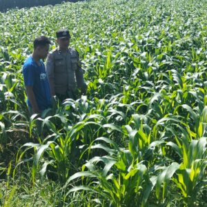 *Polres Jombang Melalui Bhabinkamtibmas Lakukan Pengecekan tanaman Jagung*