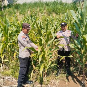 *Polisi Mitra Petani, Bhabinkamtibmas Polsek Wonosalam Cek Pertumbuhan Tanaman Jagung*