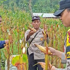 *Polres Ponorogo Sahabat Petani, Dampingi Warga Wujudkan Swasembada Pangan*