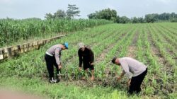 *Bhabinkamtibmas Polsek Megaluh Dukung Ketahanan Pangan dengan Kegiatan Pengecekan Pertumbuhan Tanaman Jagung*