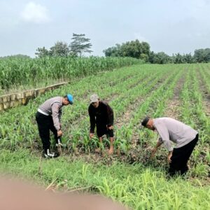 *Bhabinkamtibmas Polsek Megaluh Dukung Ketahanan Pangan dengan Kegiatan Pengecekan Pertumbuhan Tanaman Jagung*