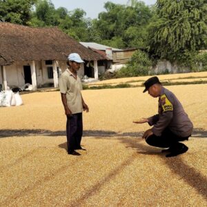 *Bhabinkamtibmas Desa Ngampungan Bantu Penjemuran Jagung, Dukung Ketahanan Pangan dan Kesejahteraan Petani*