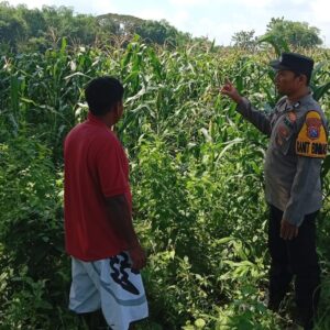 *Polsek Kudu Dampingi Petani Jagung, Dukung Program Ketahanan Pangan Nasional*