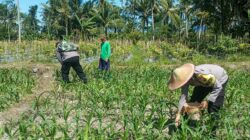 *Polres Lumajang Terjunkan Personel Penggerak Ketahanan Pangan Dampingi Warga Tani*
