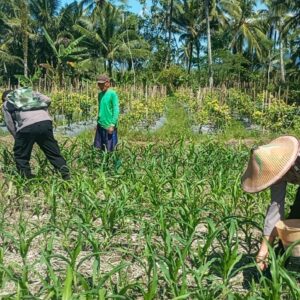 *Polres Lumajang Terjunkan Personel Penggerak Ketahanan Pangan Dampingi Warga Tani*