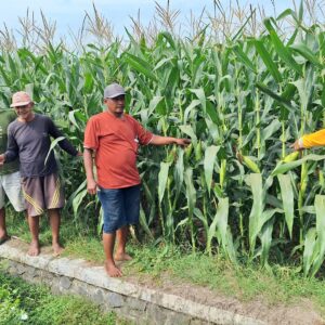 **Polsek Jogoroto Pantau Pertumbuhan Jagung Warga, Dukung Program Ketahanan Pangan Nasional**