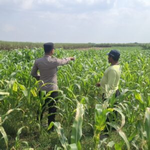 **Anggota Polsek Bareng Pantau Tanaman Jagung, Wujud Dukungan Ketahanan Pangan Nasional**