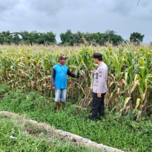 *Bhabinkamtibmas Polsek Ngoro Pantau Tanaman Jagung di Lahan Ketahanan Pangan*