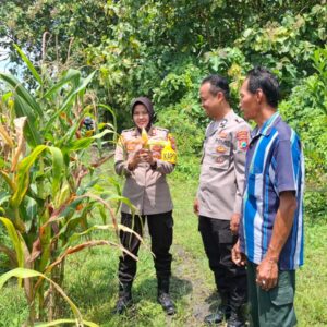 *Pengecekan Lahan Jagung oleh Kapolsek Tembelang dalam Mendukung Ketahanan Pangan*