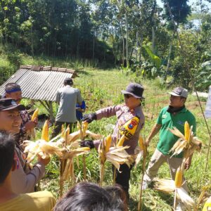 *Polres Pacitan Genjot Produktivitas Jagung di Bandar, Dampingi Petani dan Evaluasi Kualitas Benih*