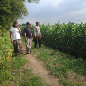 **Polisi dan Petani Optimalkan Lahan Jagung untuk Dukung Swasembada Pangan Nasional**