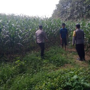 *Dukung Ketahanan Pangan, Bhabinkamtibmas Desa Kedungjati Sambang Tanaman Jagung Milik Warga Binaan*