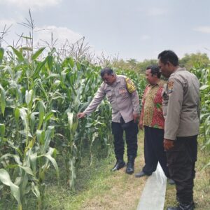 Wujud Dukungan Ketahanan Pangan Nasional, Polsek Peterongan Edukasi Petani Jagung
