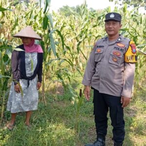 *Kanit Binmas Polsek Kudu Monitoring Tanaman Jagung, Dukung Program Ketahanan Pangan Nasional*