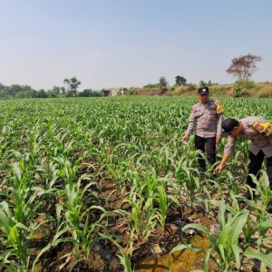 Polsek Jogoroto Pantau Perkembangan Tanaman Jagung, Dukung Ketahanan Pangan Nasional