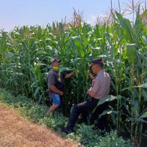 *Polsek Tembelang Dampingi Petani Jagung, Dukung Program Ketahanan Pangan Nasional*