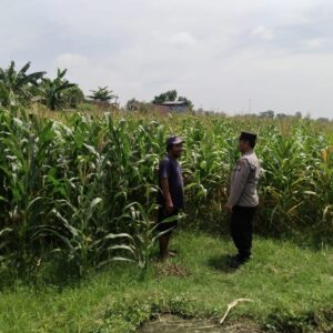 *Polsek Sumobito Lakukan Peninjauan Lahan Tanaman Jagung Binaan, Dalam Rangka Mendukung Ketahanan Pangan*