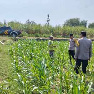 *Kanit Binmas Polsek Bandar Kedungmulyo Pantau Perkembangan Tanaman Jagung*