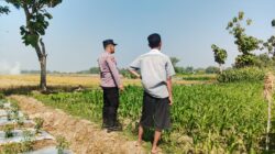*Polsek Perak Dampingi Petani Jagung, Perkuat Ketahanan Pangan Nasional*